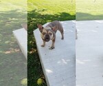 Small French Bulldog