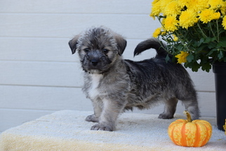 Shinese Puppy for sale in FREDERICKSBURG, OH, USA