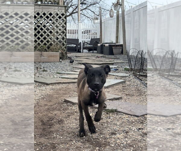 Medium Photo #4 Mutt Puppy For Sale in Imlay City, MI, USA