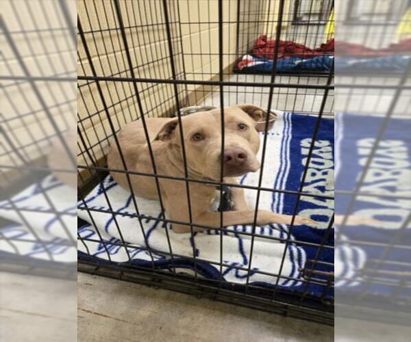 Medium Photo #1 Staffordshire Bull Terrier-Unknown Mix Puppy For Sale in Texas City, TX, USA