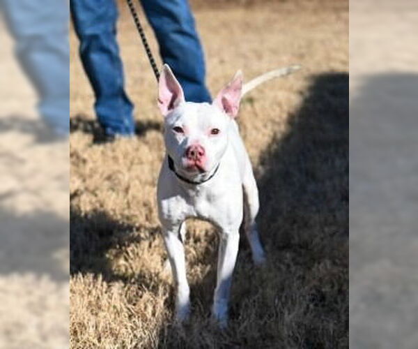 Medium Photo #5 Mutt Puppy For Sale in Glen Allen, VA, USA