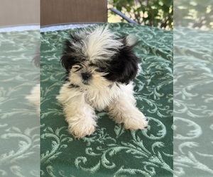 Shih Tzu Puppy for sale in CANTONMENT, FL, USA