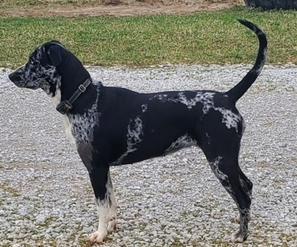 Medium Photo #1 Catahoula Leopard Dog Puppy For Sale in WADDY, KY, USA