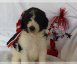 Small Photo #12 Poodle (Standard) Puppy For Sale in INDEPENDENCE, MO, USA