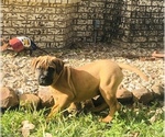Small Photo #6 Bullmastiff Puppy For Sale in BELLVILLE, TX, USA