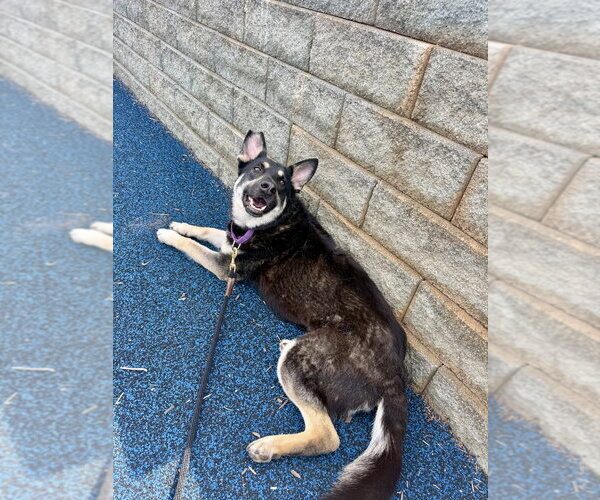 Medium Photo #7 Mutt Puppy For Sale in Mooresville, NC, USA