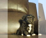 Small #30 Chihuahua