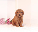 Puppy 1 Goldendoodle