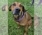 Small #2 Doberman Pinscher-Great Dane Mix