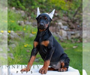 Doberman Pinscher Puppy for sale in NEWMANSTOWN, PA, USA