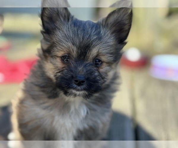 Medium Photo #1 Yoranian Puppy For Sale in FREDERICKSBURG, VA, USA