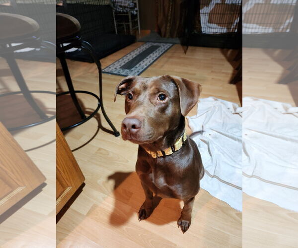 Medium Photo #4 Chocolate Labrador retriever-Unknown Mix Puppy For Sale in Brooklyn Center, MN, USA