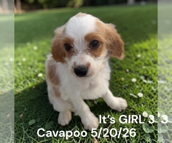 Medium Photo #6 Cavapoo (Miniature) Puppy For Sale in MONTPELIER, OH, USA