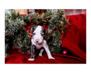 Small Photo #20 Australian Cattle Dog-Catahoula Leopard Dog Mix Puppy For Sale in WELLMAN, IA, USA