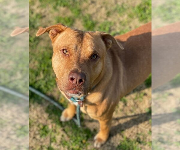 Medium Photo #1 American Pit Bull Terrier Puppy For Sale in Calgary, Alberta, Canada
