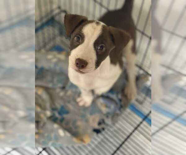 Medium Photo #6 American Pit Bull Terrier-Unknown Mix Puppy For Sale in New York, NY, USA