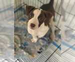 Small #5 American Pit Bull Terrier Mix