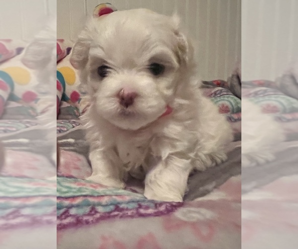 Medium Photo #1 Maltese Puppy For Sale in GROTTOES, VA, USA
