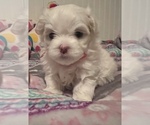 Small Photo #1 Maltese Puppy For Sale in GROTTOES, VA, USA