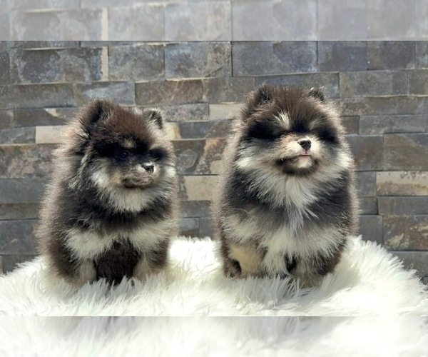 Medium Photo #3 Pomeranian Puppy For Sale in BEAVERTON, OR, USA