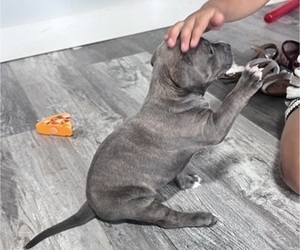 Medium American Bully
