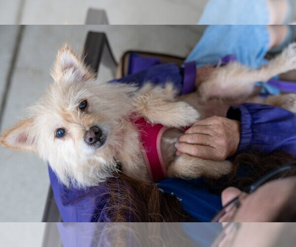 Medium Photo #3 Mutt Puppy For Sale in Mundelein, IL, USA