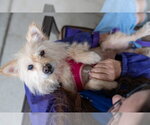 Small Photo #3 Mutt Puppy For Sale in Mundelein, IL, USA