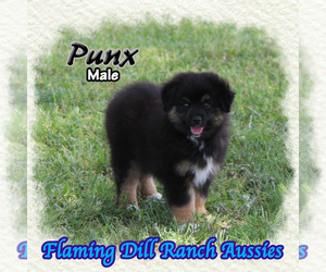 Miniature Australian Shepherd Puppy for Sale in FORESTBURG, Texas USA