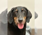 Small #2 Dachshund
