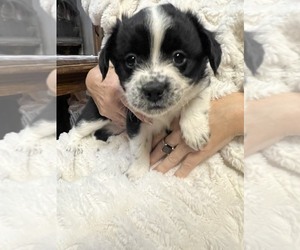 Boston Terrier-Miniature Australian Shepherd Mix Puppy for sale in PLAINFIELD, IL, USA