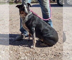 Annagret - Female Doberman Pinscher-Unknown Mix Dog for Adoption - Photo #2