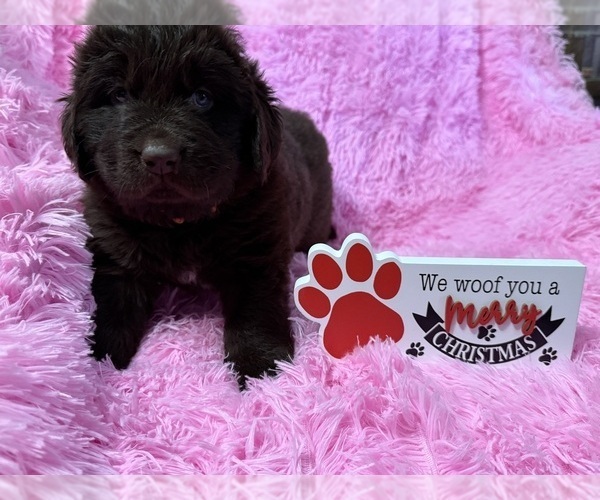 Medium Photo #3 Newfoundland Puppy For Sale in MARTINSBURG, WV, USA