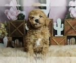 Small #3 Poodle (Toy)