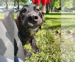 Australian Retriever Dogs for adoption in Buffalo, MN, USA