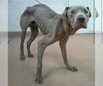 Small #1 American Pit Bull Terrier-Labrador Retriever Mix