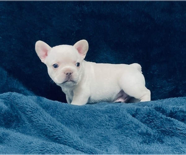 Medium Photo #9 French Bulldog Puppy For Sale in MIAMI, FL, USA