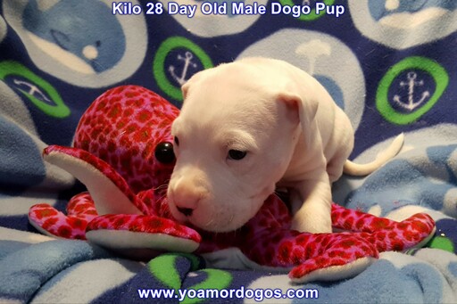 Medium Photo #85 Dogo Argentino Puppy For Sale in JANE, MO, USA