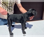 Small Photo #5 Cane Corso Puppy For Sale in RANCHO PALOS VERDES, CA, USA