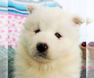 Samoyed Puppy for sale in THORP, WI, USA