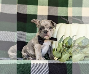 French Bulldog Puppy for sale in QUARRYVILLE, PA, USA