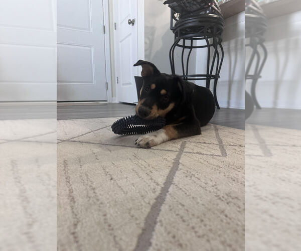 Medium Photo #3 Scottish Collisky Puppy For Sale in Evansville, IN, USA