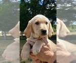 Small #3 Labrador Retriever