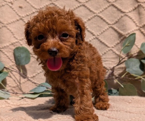 Medium Photo #12 Cockapoo Puppy For Sale in GOSHEN, IN, USA