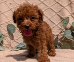 Small #10 Cockapoo