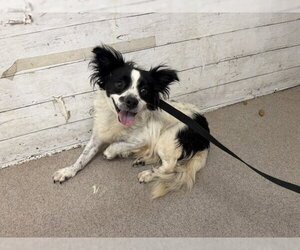 Chihuahua-Unknown Mix Dogs for adoption in San Bernardino, CA, USA