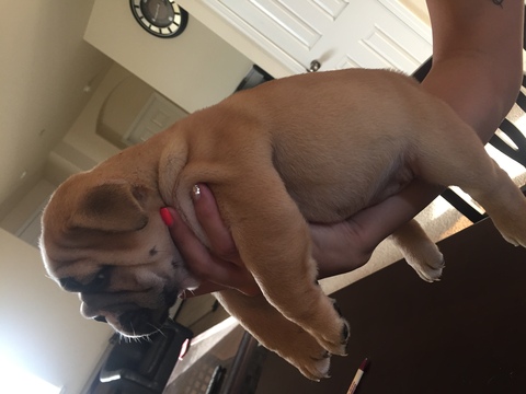 Medium Photo #1 Bulldog Puppy For Sale in WOODLAND, CA, USA