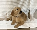 Small Photo #5 Golden Retriever Puppy For Sale in BRANDON, FL, USA