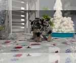 Small #3 French Bulldog