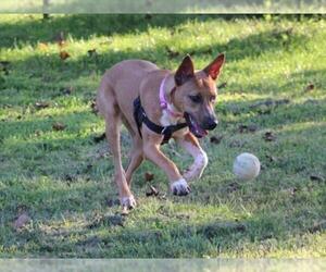 Mutt Dogs for adoption in Derwood, MD, USA