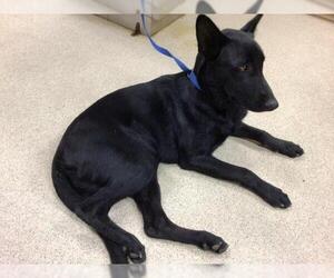 German Shepherd Dog Dogs for adoption in Riverside, CA, USA